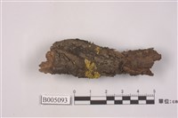 藏品(島衣屬 )的圖片